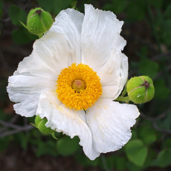 flower ID