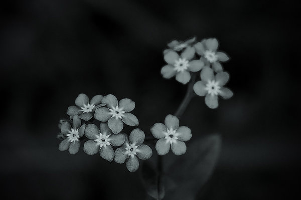 Forget-me-nots