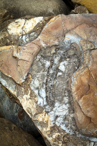 Fossils