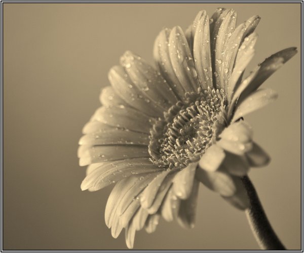 Gerbera