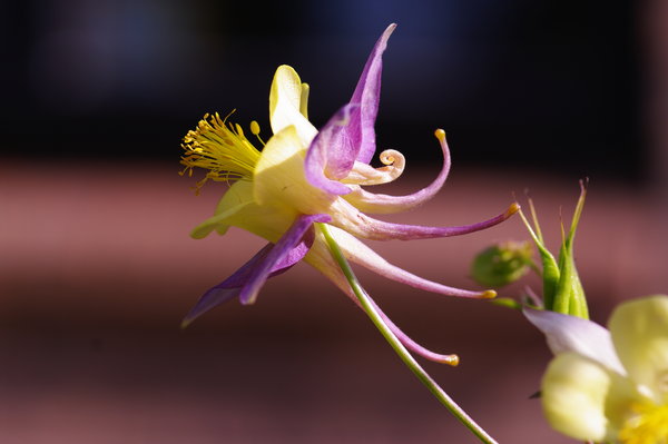 Granny's Bonnet