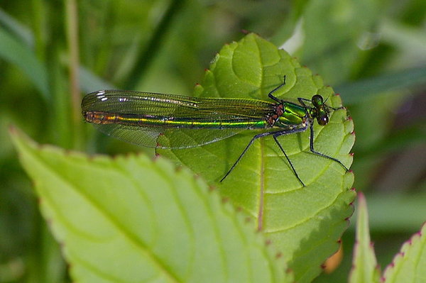 Green damselfly
