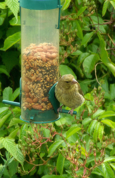 Greenfinch