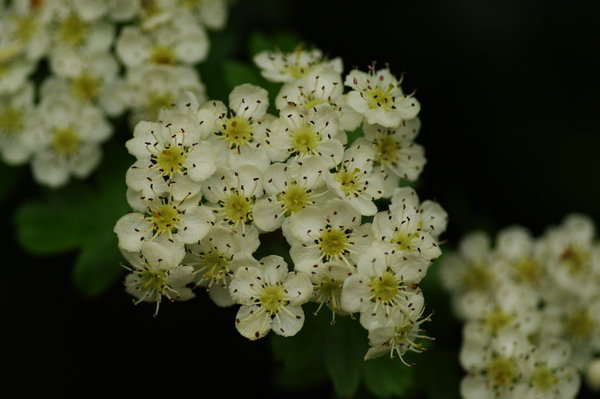 Hawthorn Blossum