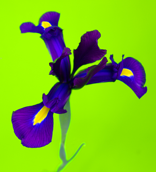 IRIS 2