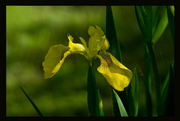 Iris.