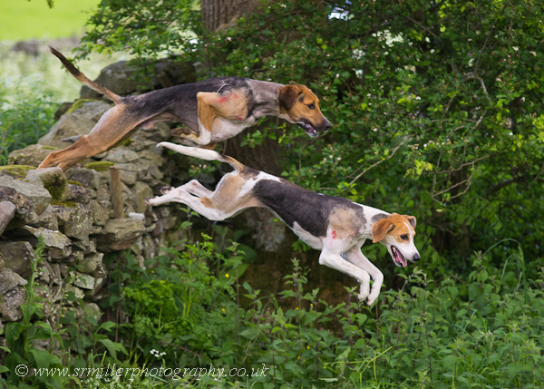 Jumping Hounds