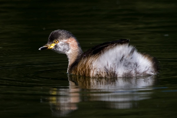 Little Grebe