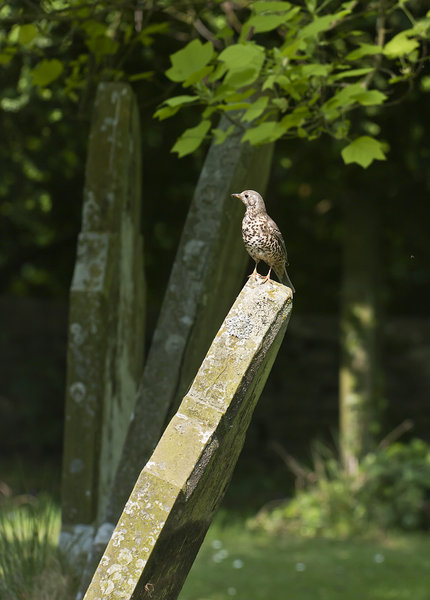 Mistle thrush - setting