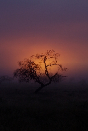 Misty Morn
