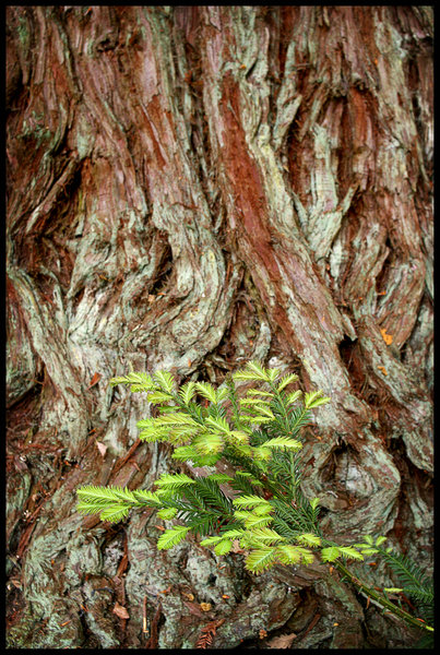 New Growth