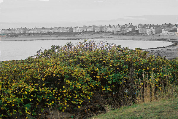 Newbiggin Bay