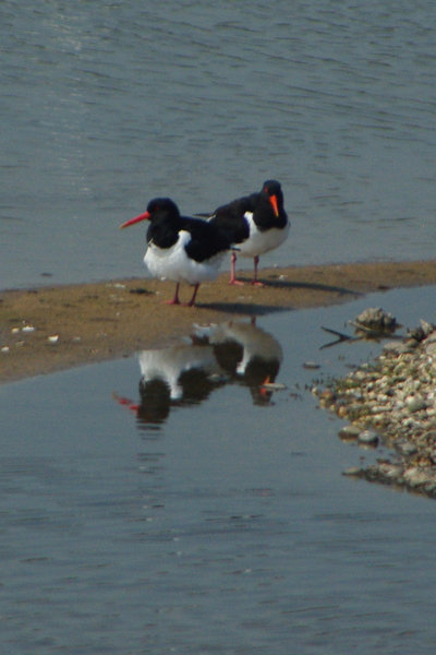 oyster catchers