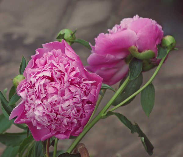 Pair of fragrant pink peonies
