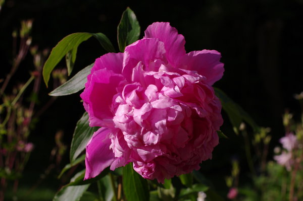 Peony