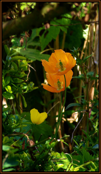 Poppies again