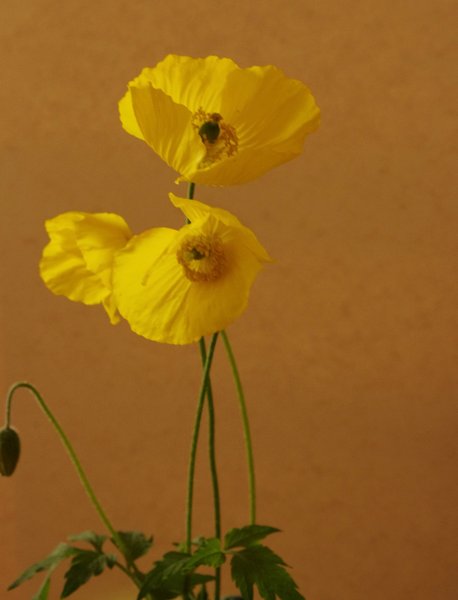 Poppies