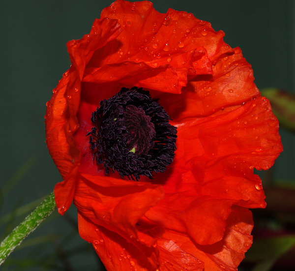 Poppy after the rain