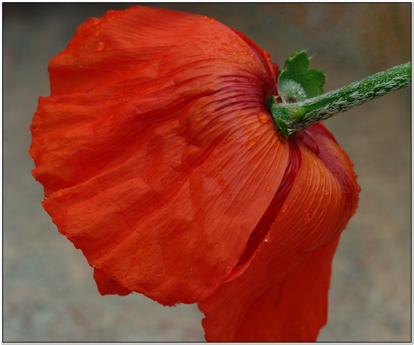 Poppy