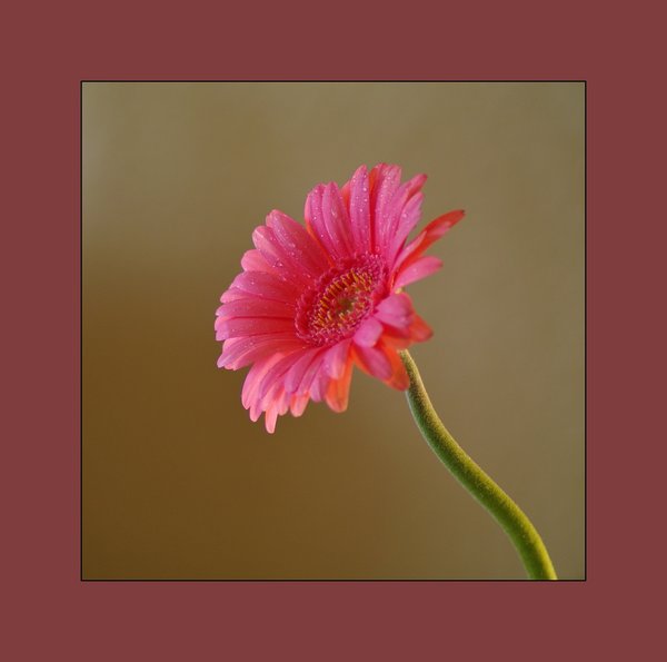 Pretty in pink