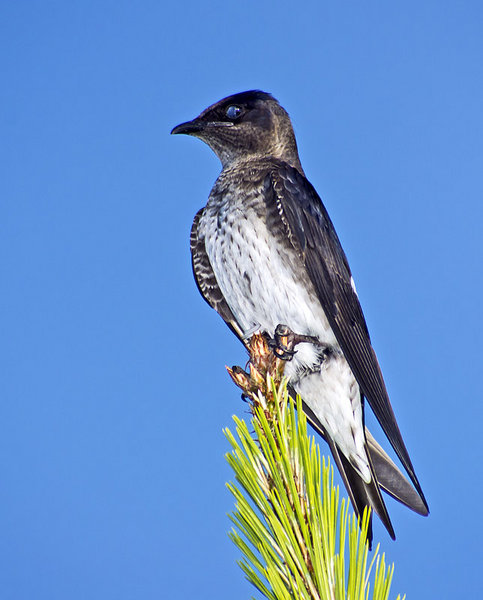 Purple Martin