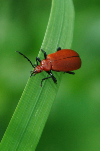 red bug