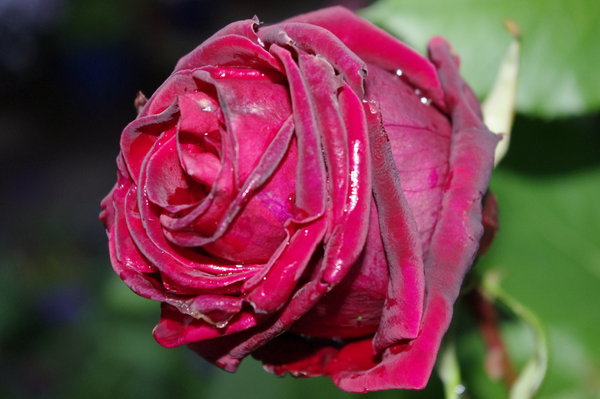 Red rose after the rain.
