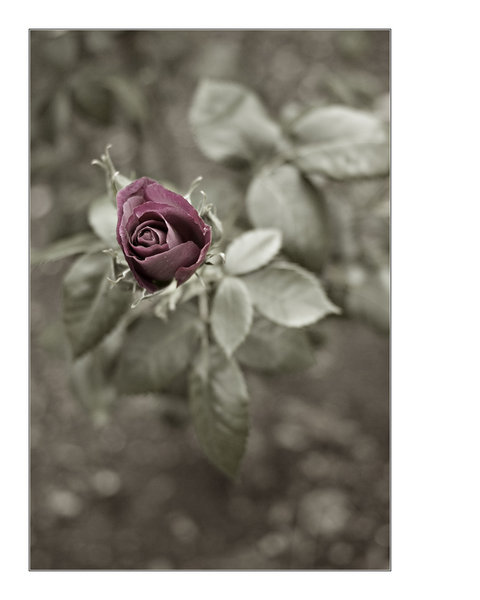 Rhapsody in blue  (Frantasia Rose)