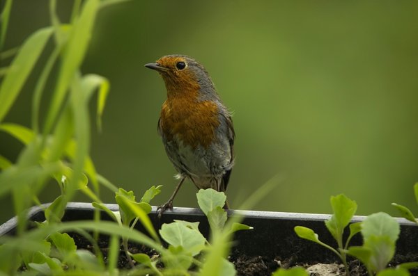 Robin