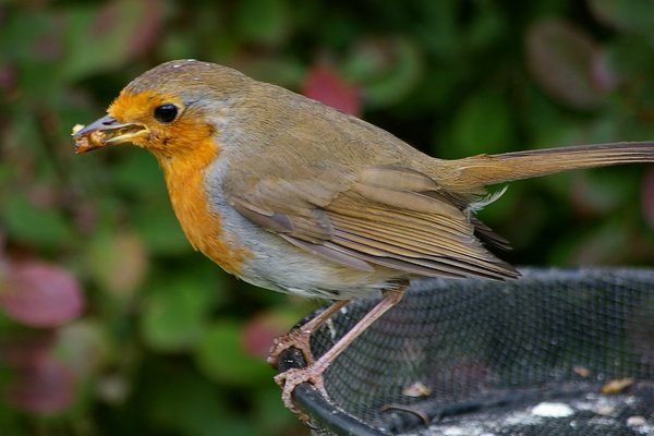 Robin