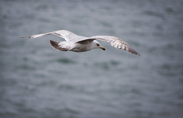 Sea Gull