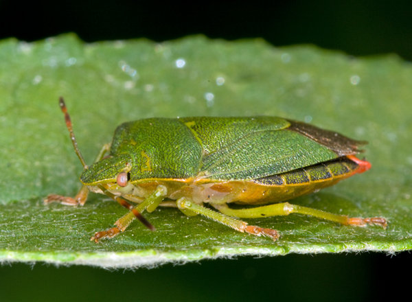 Shield Bug