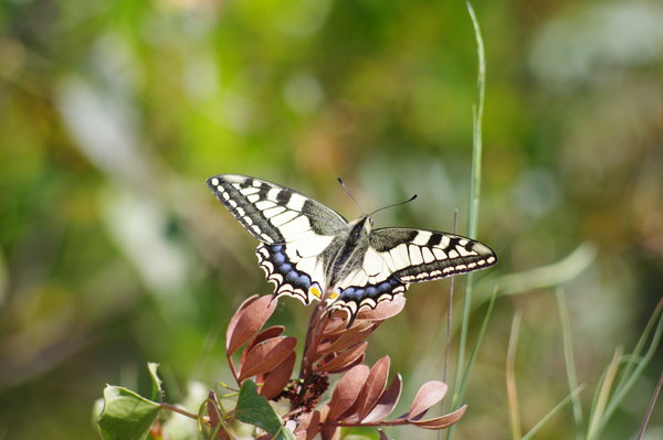 Swallowtail
