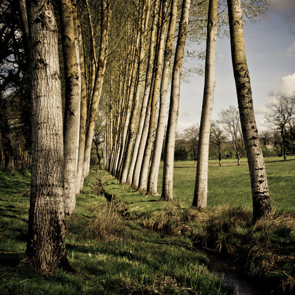 Tall Trees