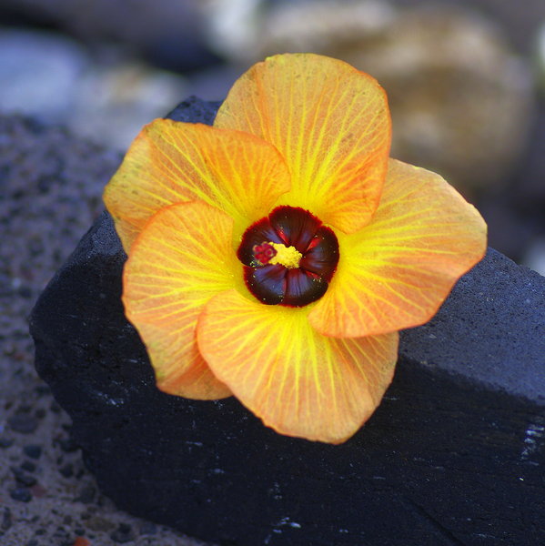 The flower and the rock