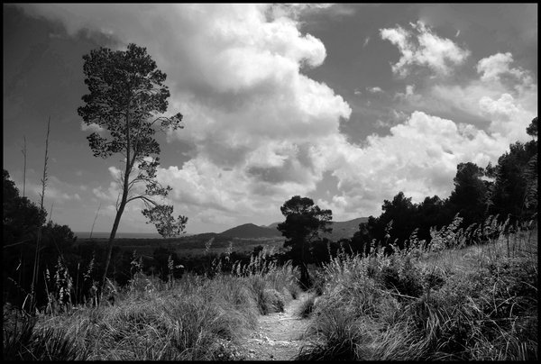 Track Through Long Grass