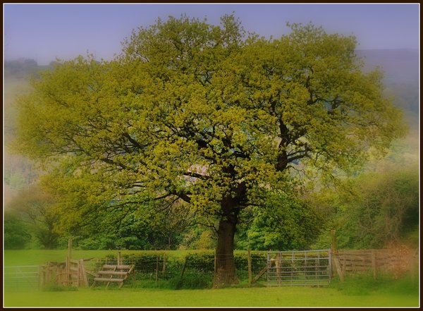 Tree and fence 2