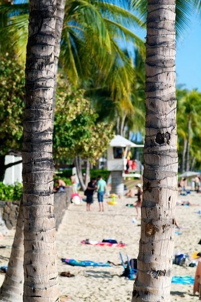 Tree view on Waikiki