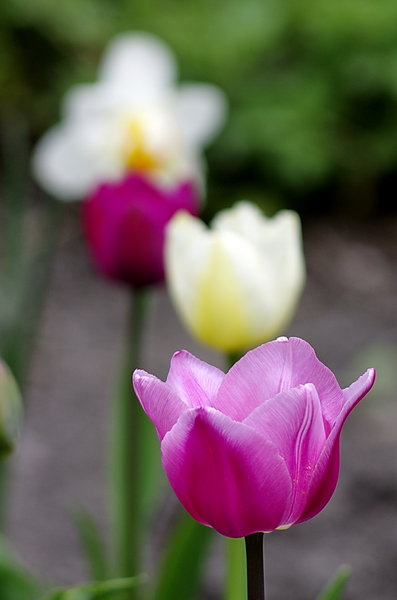 Tulip
