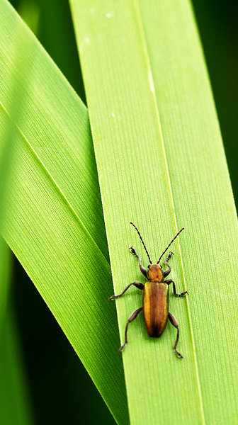 Unknown beetle