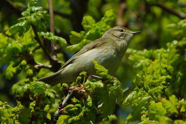 warbler