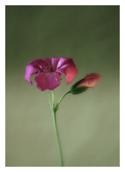 Wilting Cranesbill