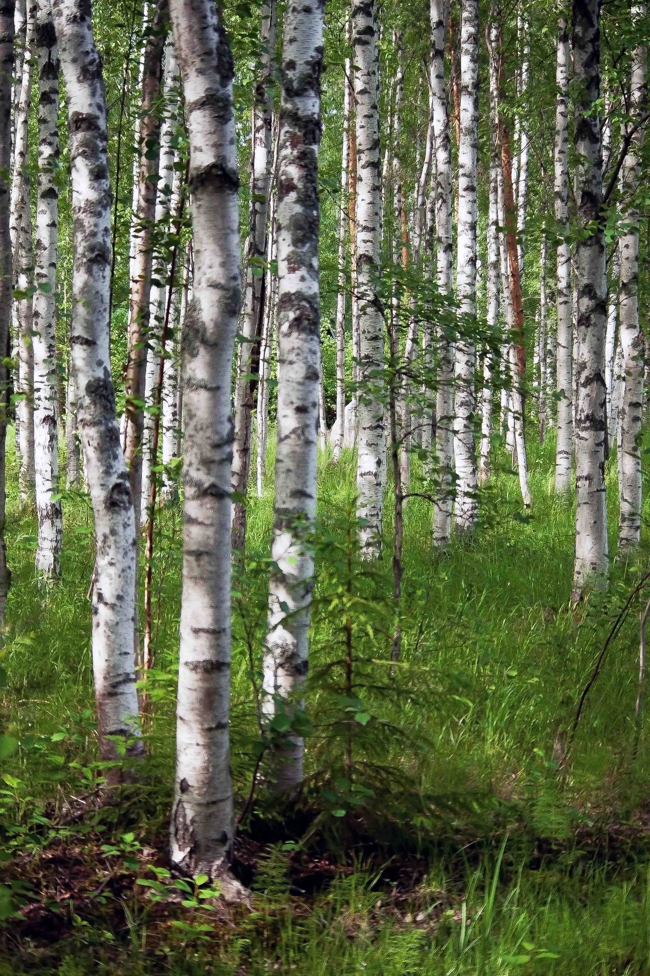 Birch Tree Forest