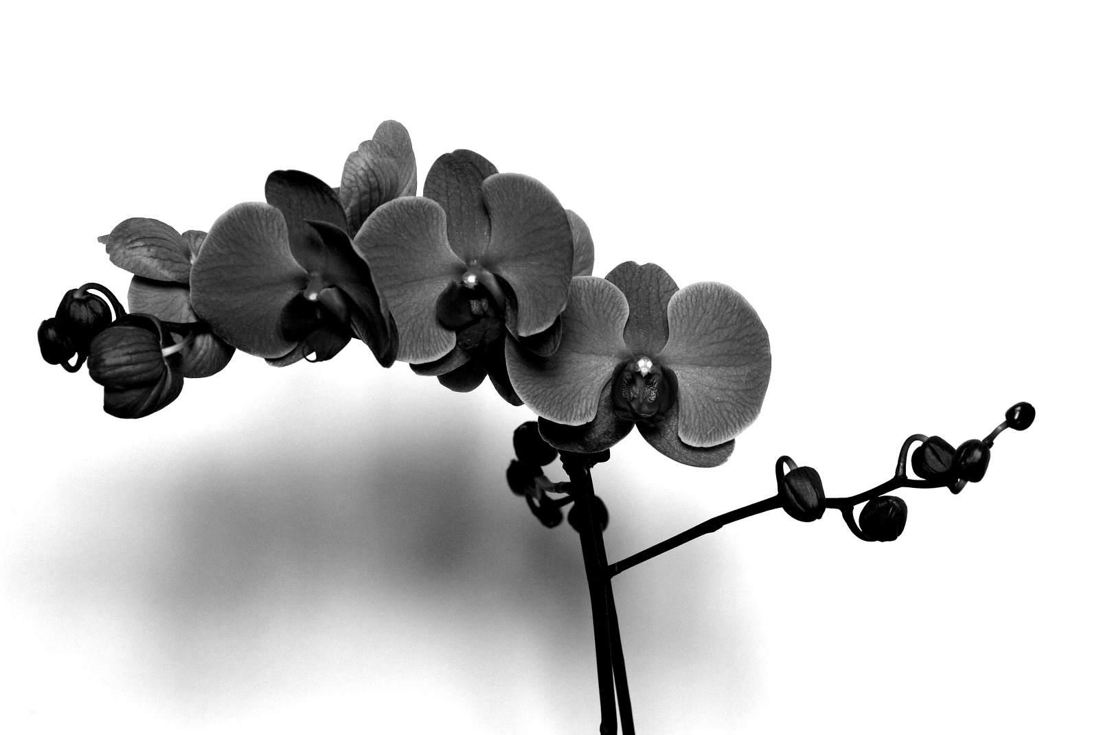 Black Orchid!