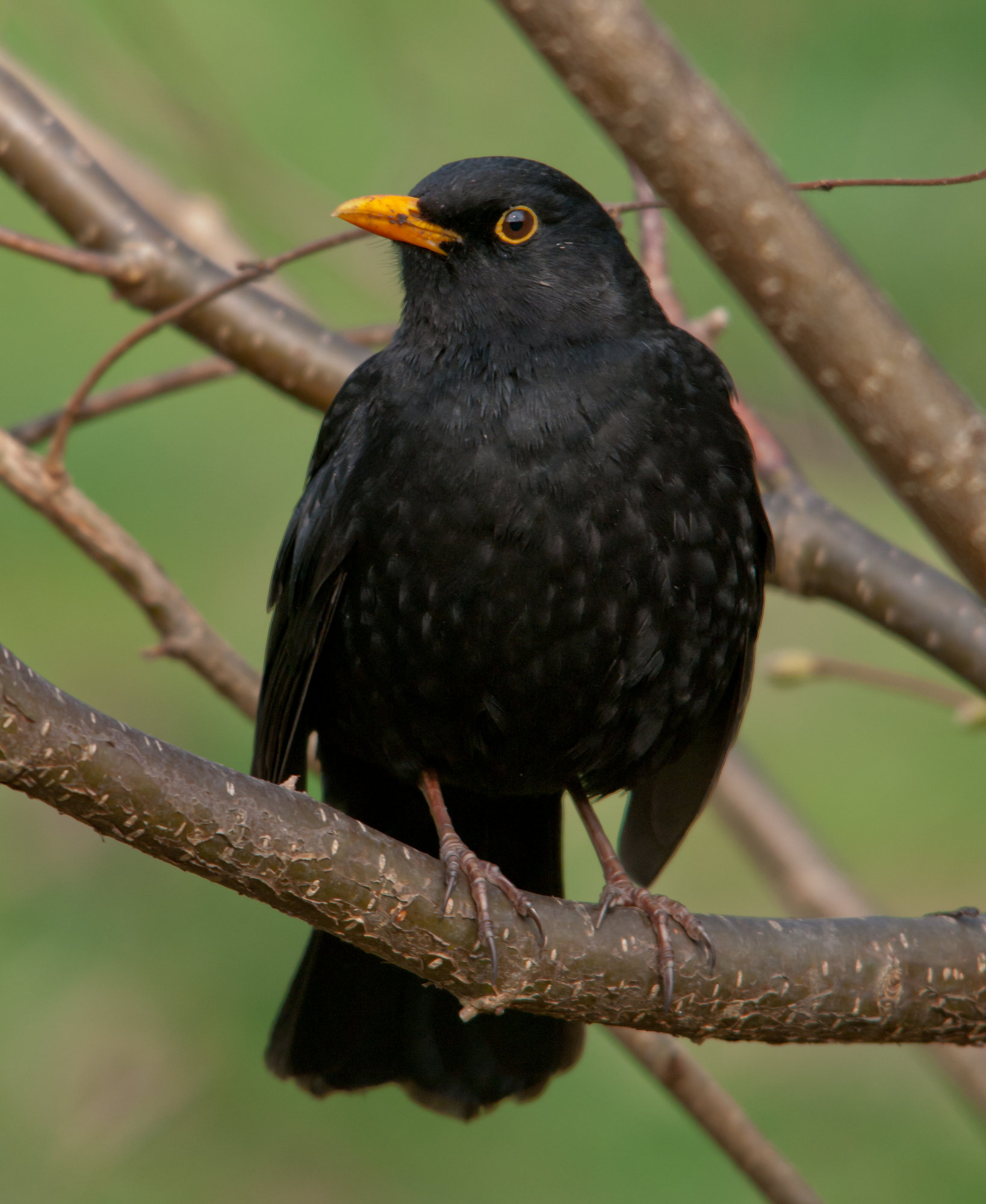 Blackbird