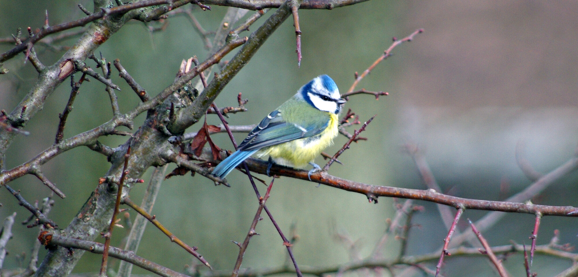 blue tit