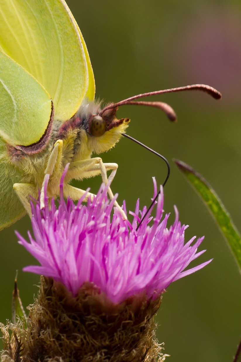 Brimstone