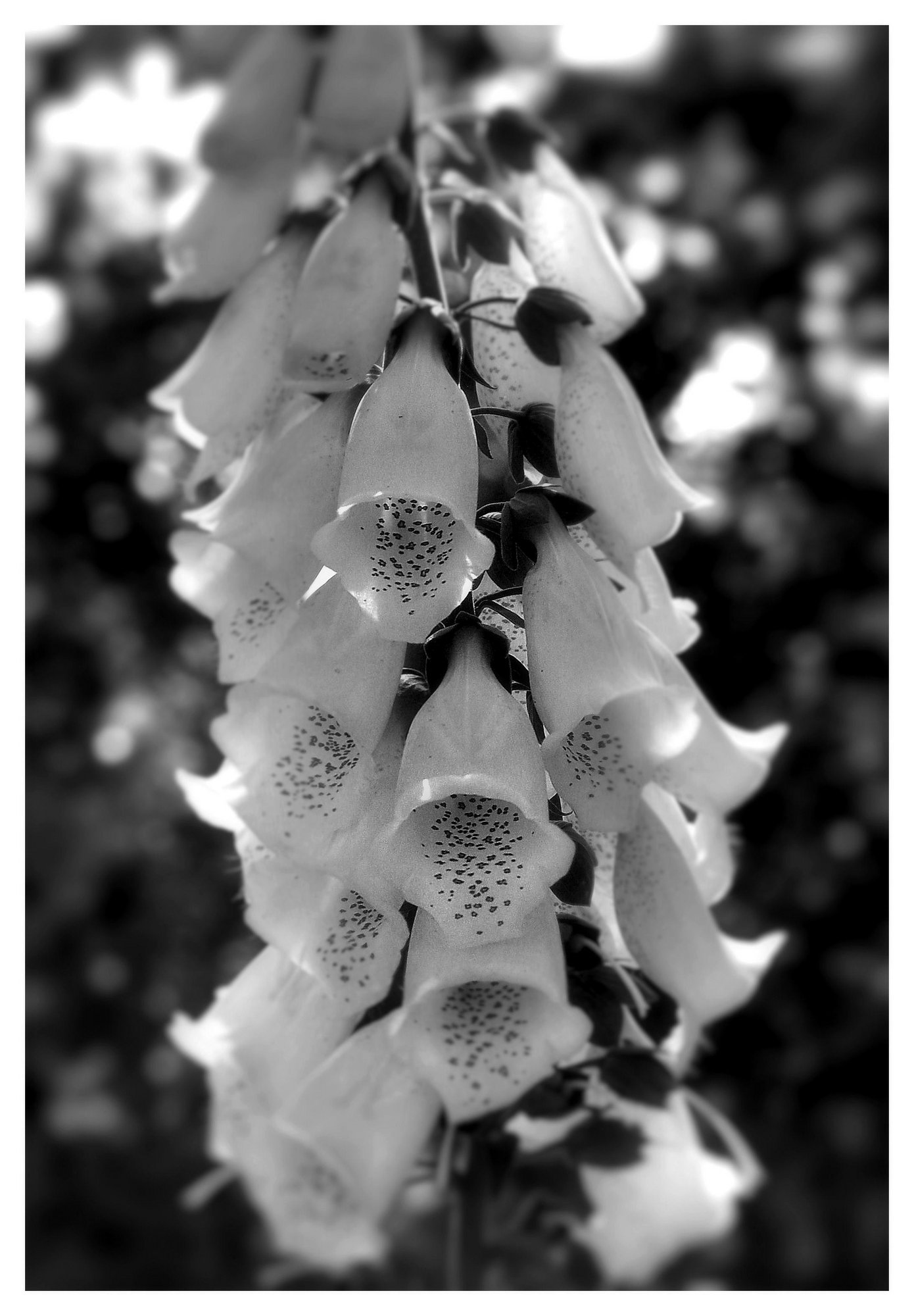 Foxglove