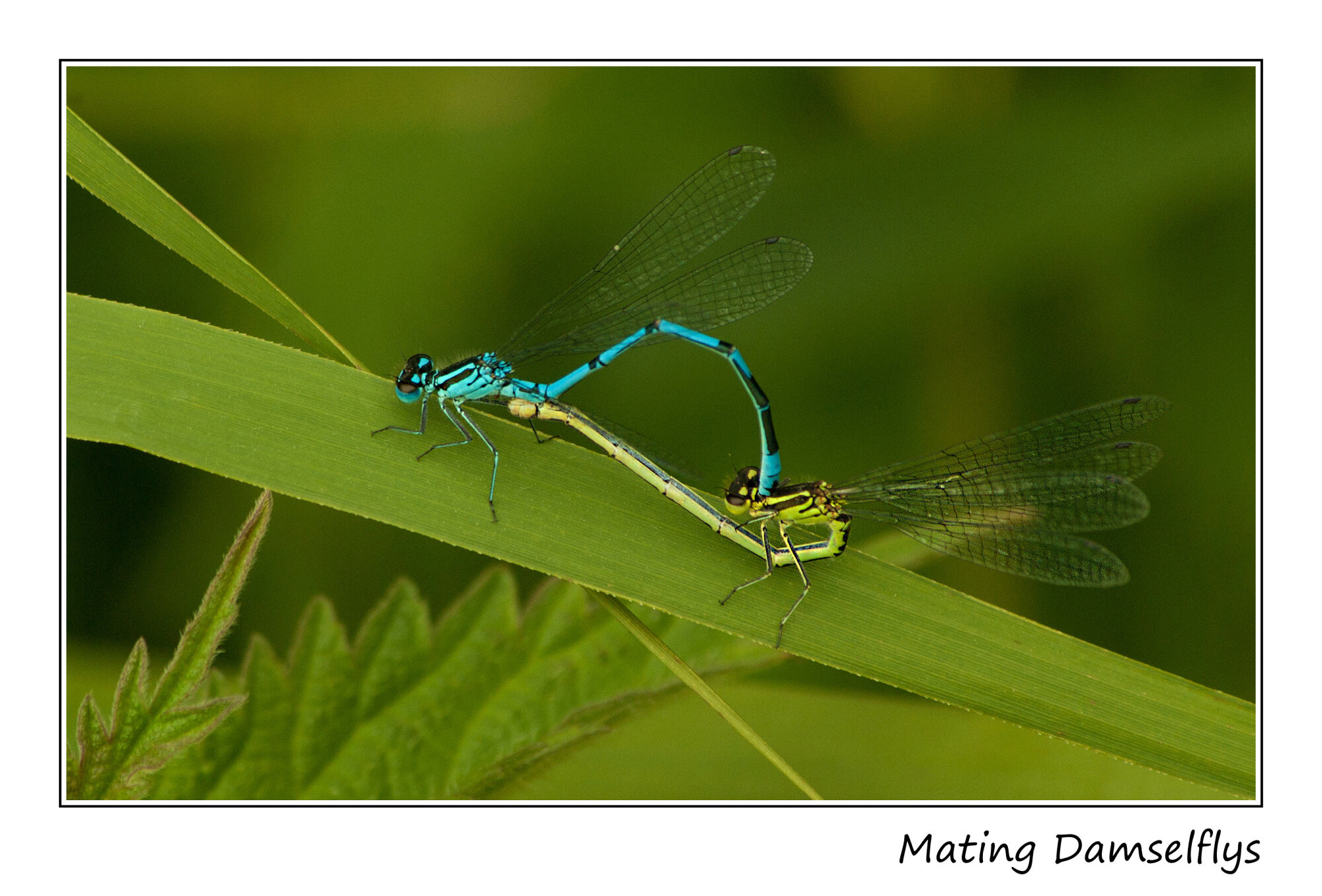 Mating Damselflys