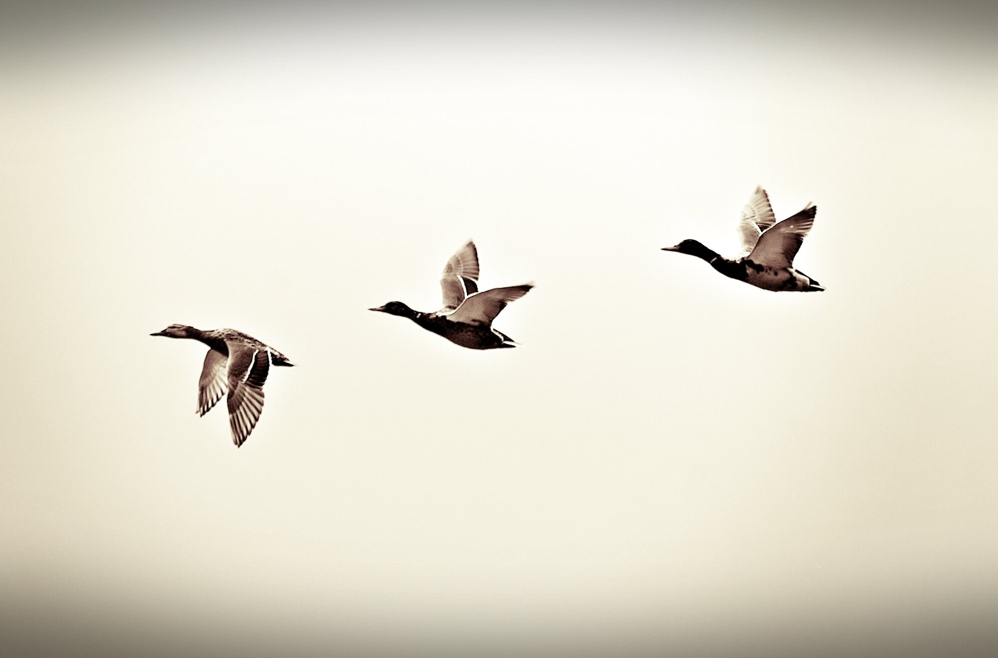 Minimalist Ducks!